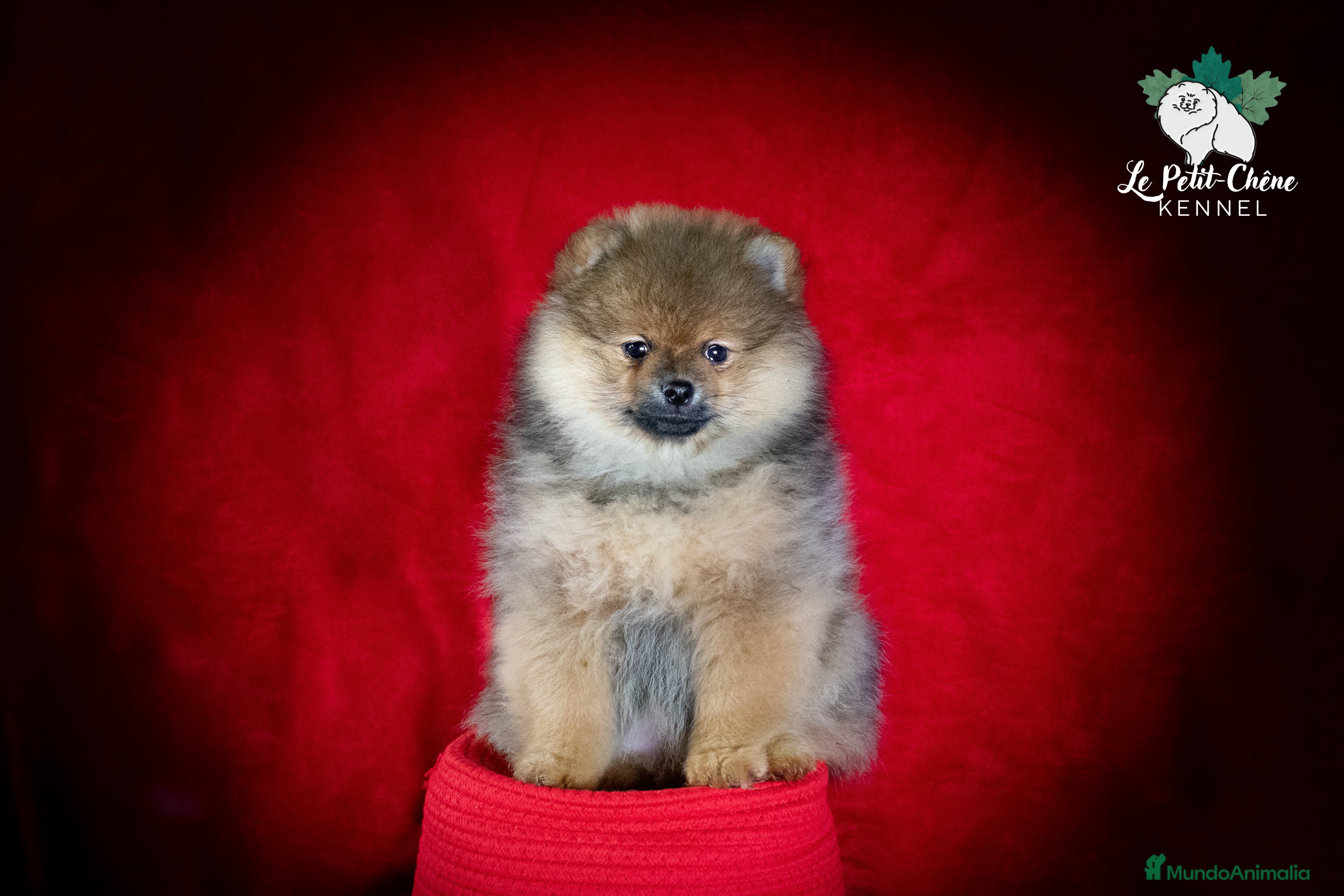 Pomerania perros Pomerania naranja sable - Anuncio 1