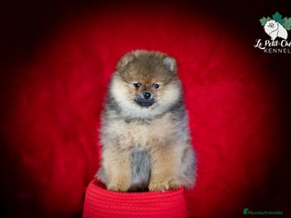 Pomerania perros Pomerania naranja sable - Anuncio 1
