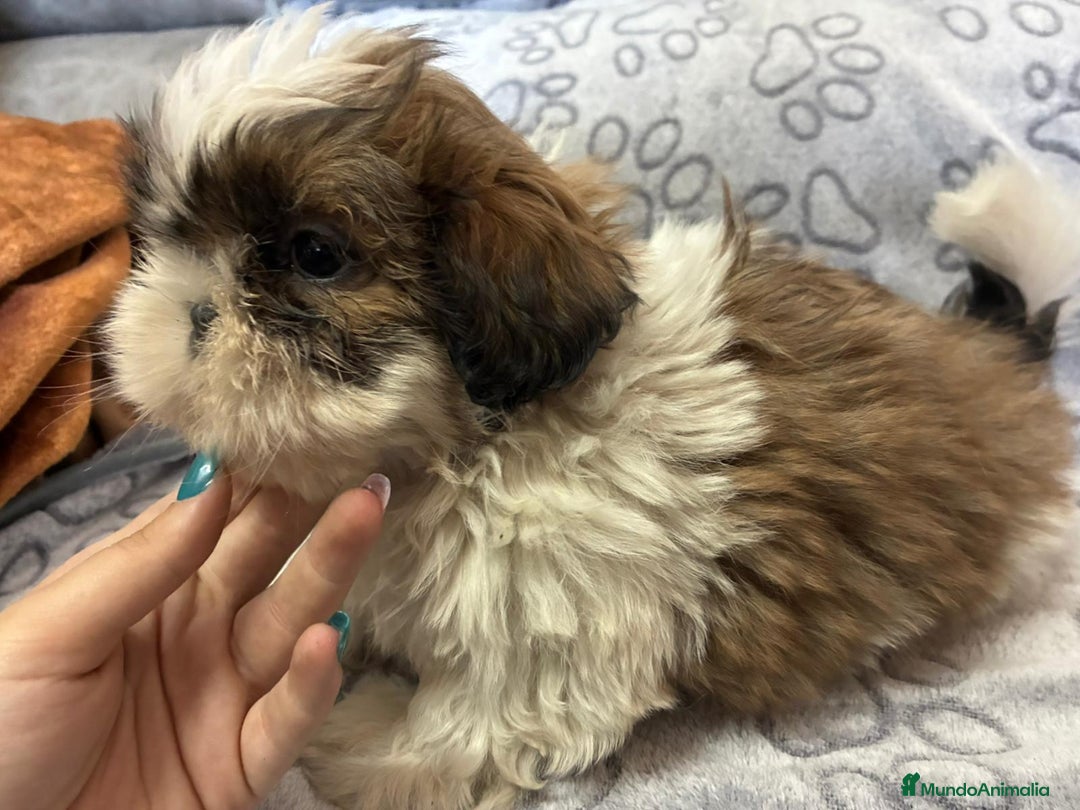 Shih Tzu perros en venta: Machitos de shihtzu - Anuncio 3