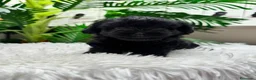 Maltipoo perros en venta: MALTIPOO HEMBRA  - Anuncio 2