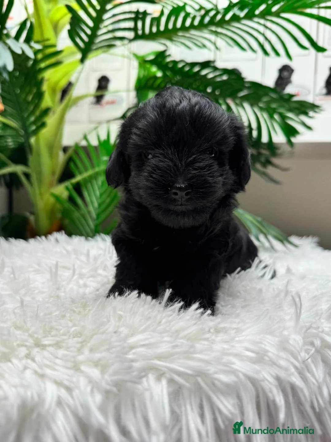 Maltipoo perros en venta: MALTIPOO HEMBRA  - Anuncio 2