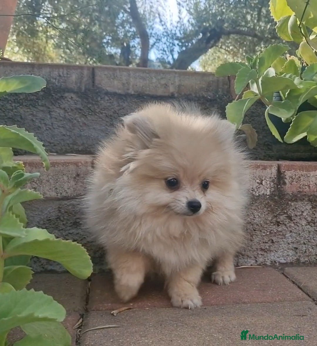 Pomerania perros en venta: Pomerania merle diluido 50% línea rusa - Imagen 4