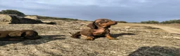 Teckel Miniatura perros en venta: Camada de teckel miniatura - Anuncio 4