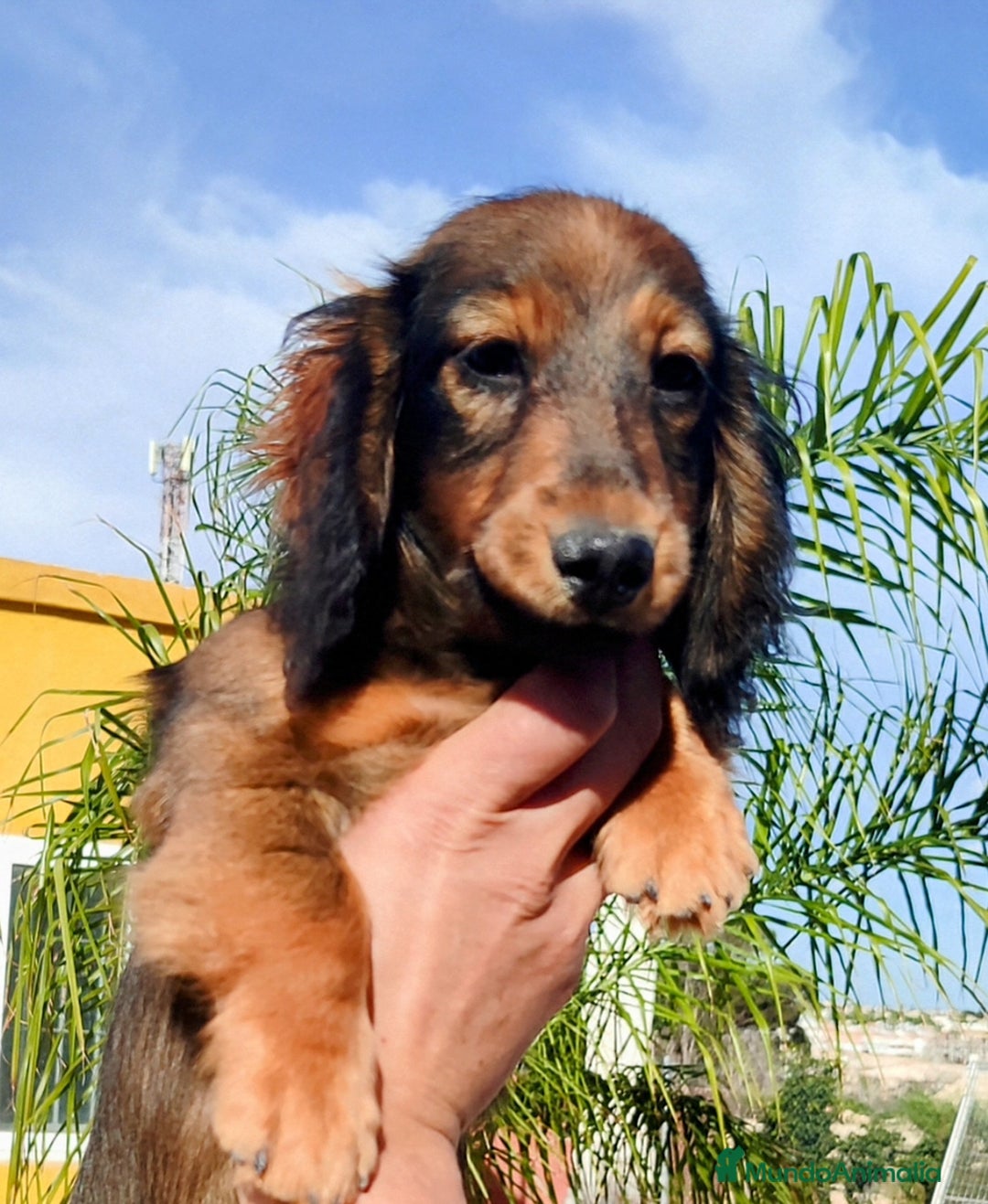Teckel perros en venta: Cachorrita teckel de pelo largo. - Anuncio 6
