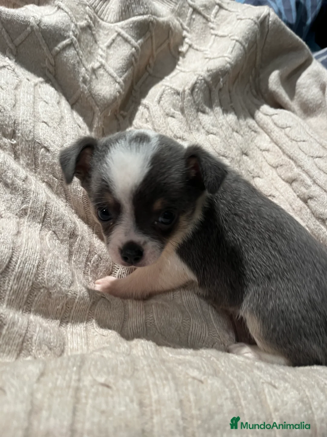 Chihuahua perros en venta: Macho blue - Anuncio 14