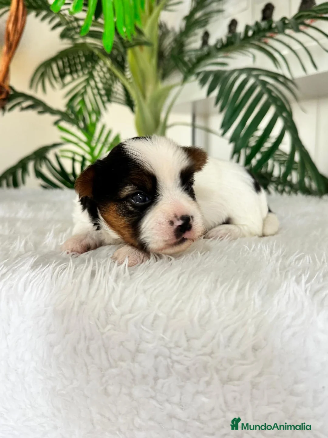 Yorkshire Terrier perros en venta: YORKSHIRE BIEWER - Anuncio 2