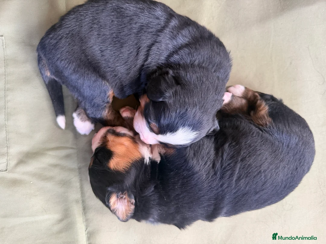 Boyero de Berna perros en venta: Boyeros de Berna Preciosa Camada en Madrid - Anuncio 5