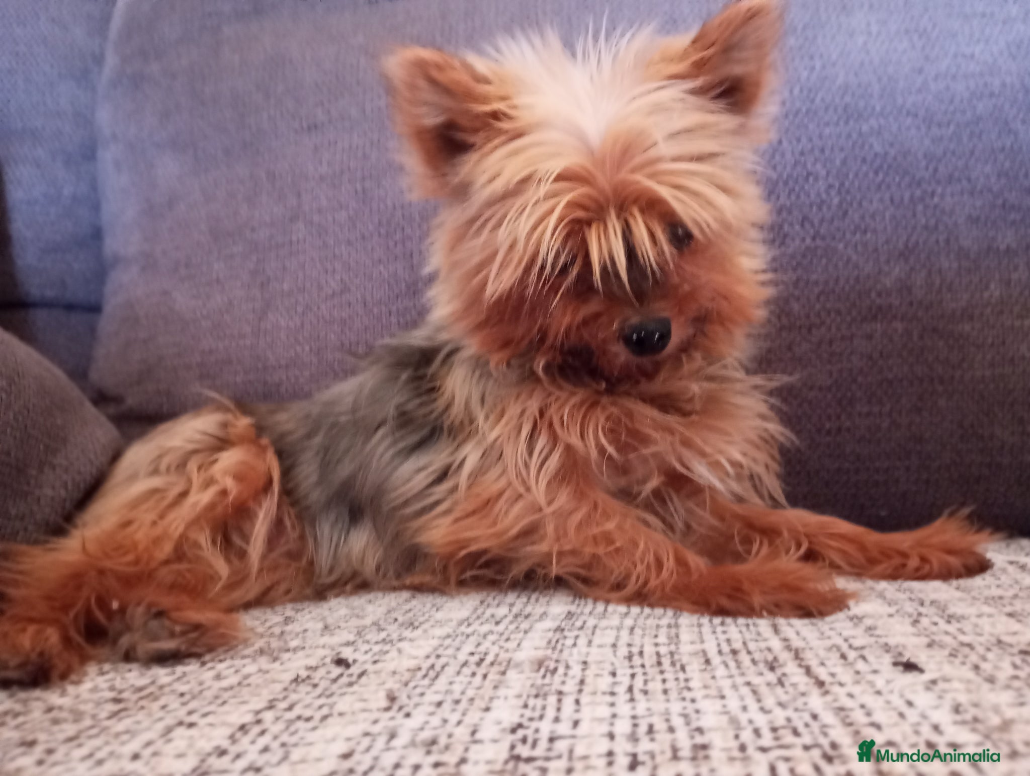 Yorkshire Terrier perros Yorkshire  - Anuncio 2