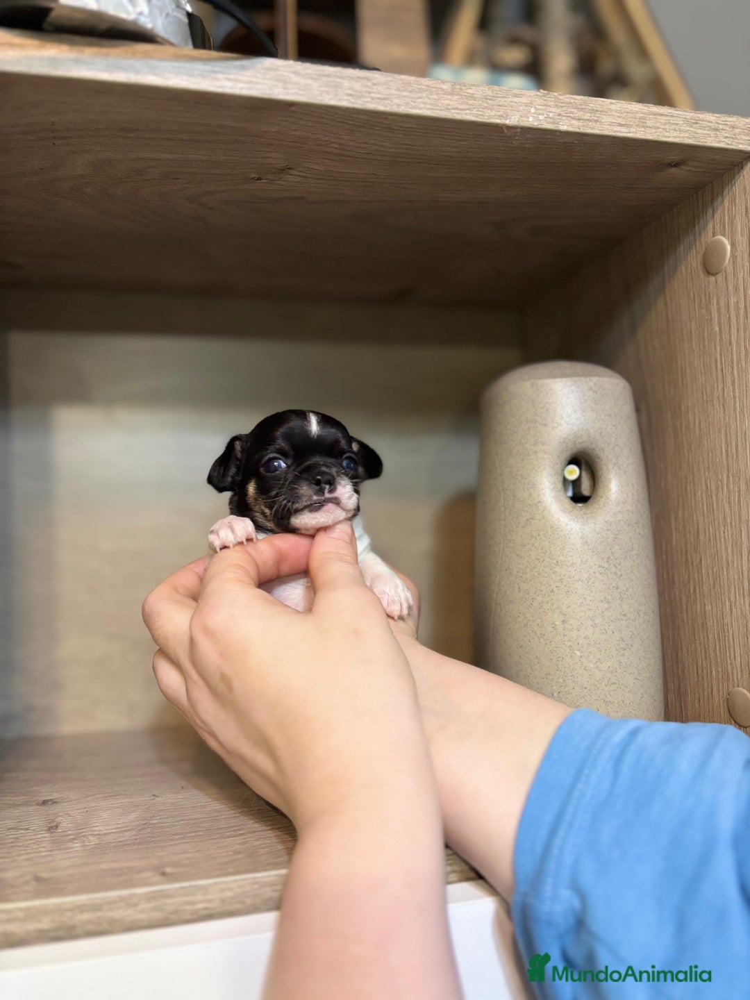 Chihuahua perros en venta: Chihuahua línea rusa  - Anuncio 5