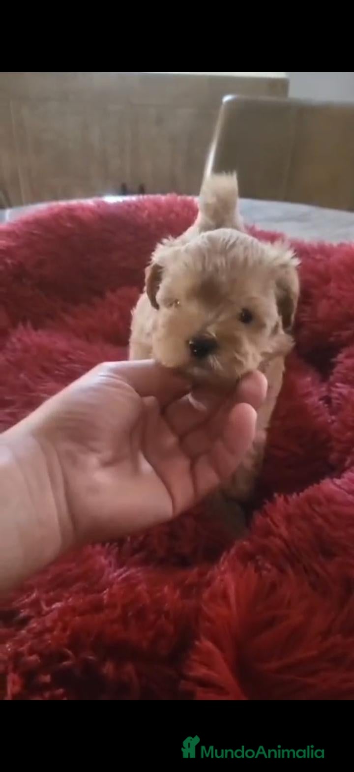 Maltipoo perros Maltipoo - Anuncio 1