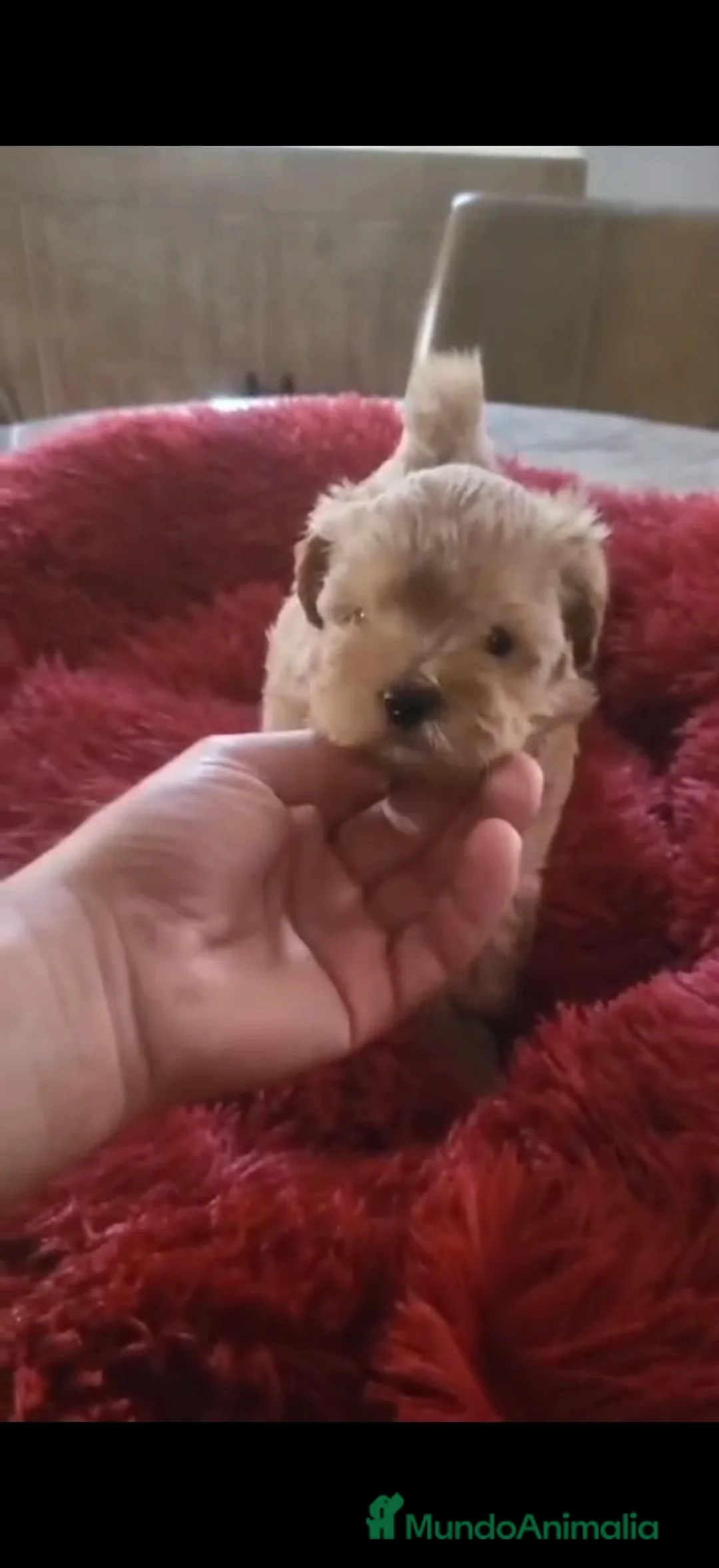 Maltipoo perros en venta: Maltipoo - Anuncio 1