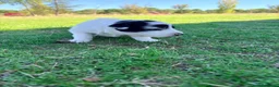 Border Collie perros en venta: Border collie - Anuncio 6