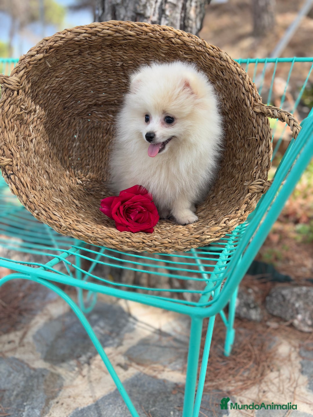 Pomerania perros en venta: Pomerania Macho 4 meses  - Anuncio 5