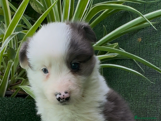 Border Collie perros - Anuncio 30