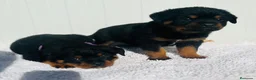 Rottweiler perros en venta:  Rottweiler  en Sevilla - Anuncio 16