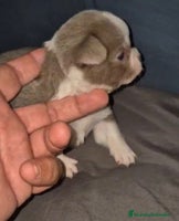 Chihuahua perros - Anuncio 2