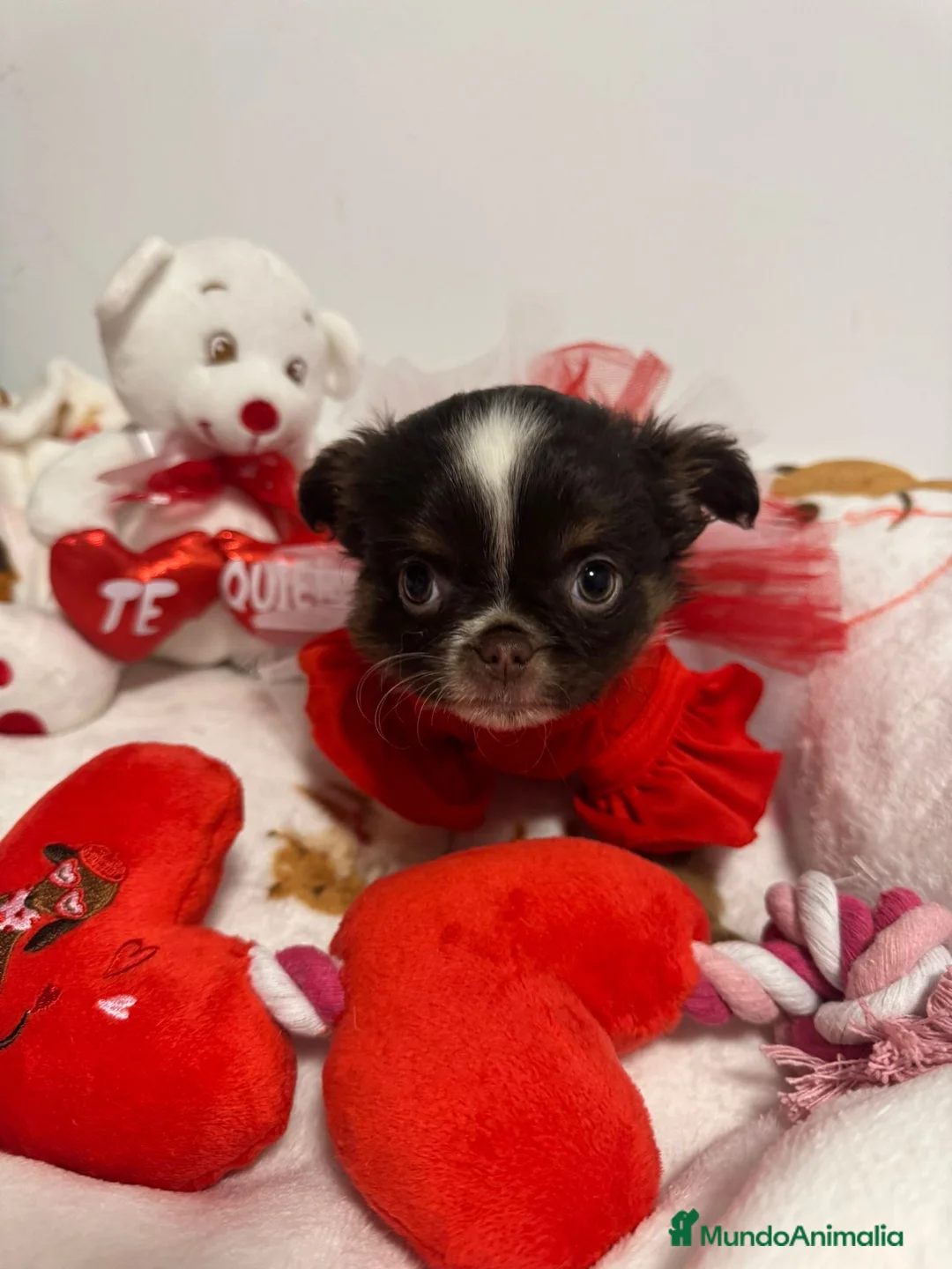 Chihuahua perros en venta: Chihuahua línea rusa - Anuncio 1