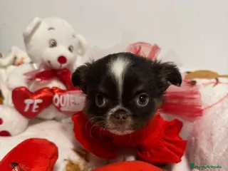 Chihuahua perros Chihuahua línea rusa - Anuncio 1