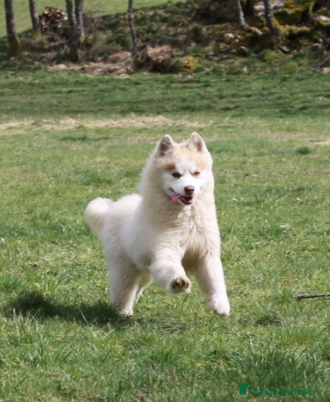 Pomsky perros en adopcion: Pomsky F4 en adopción! - Anuncio 1