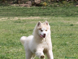 Pomsky perros Pomsky F4 en adopción! - Anuncio 2