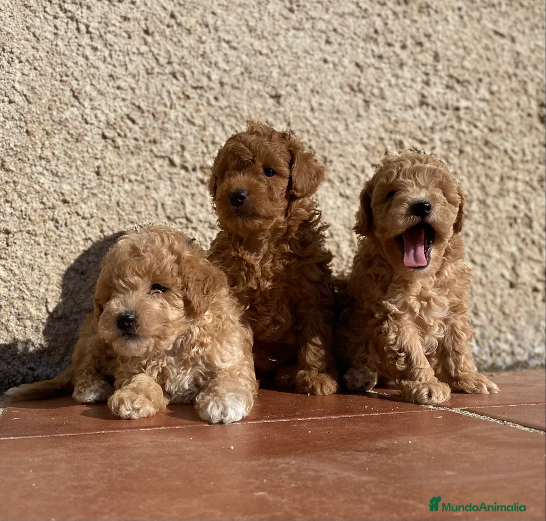Caniche Toy perros en venta: Cachorros de Caniche toy y enano  en Madrid - Anuncio 2