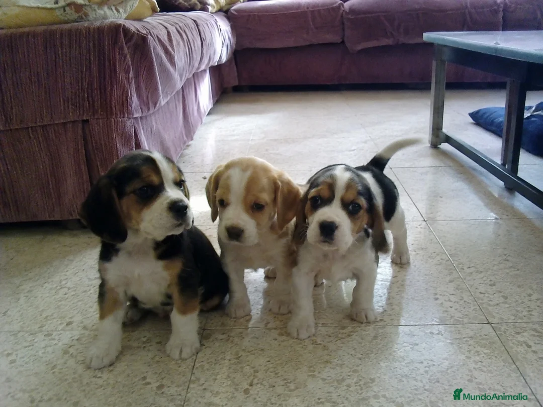 Beagle perros en venta: BEAGLE AMERICANO, MINIATURA  - Anuncio 1