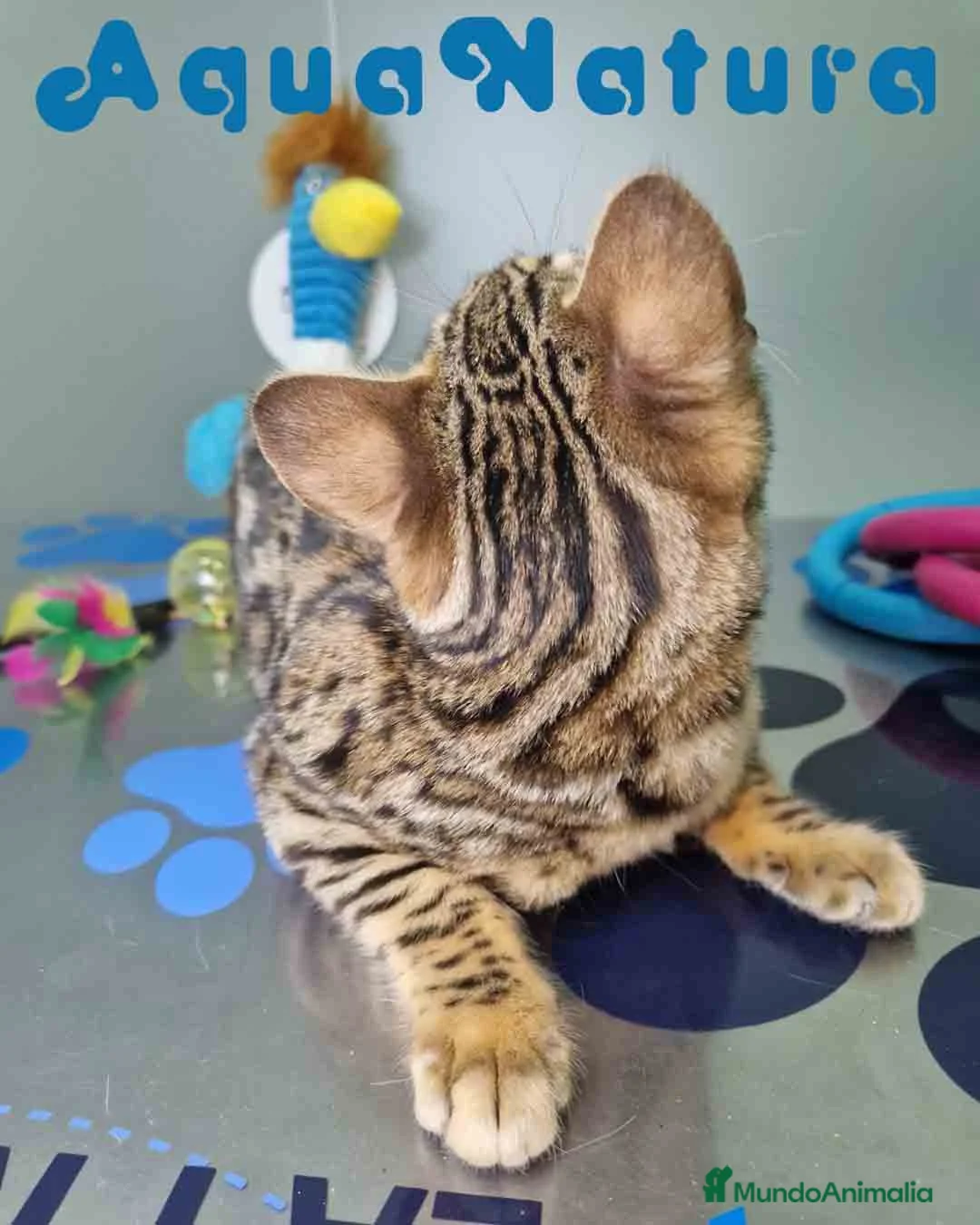 Bengalí gatos en venta: Bengali Hembra 1933 AQUANATURA - Anuncio 8