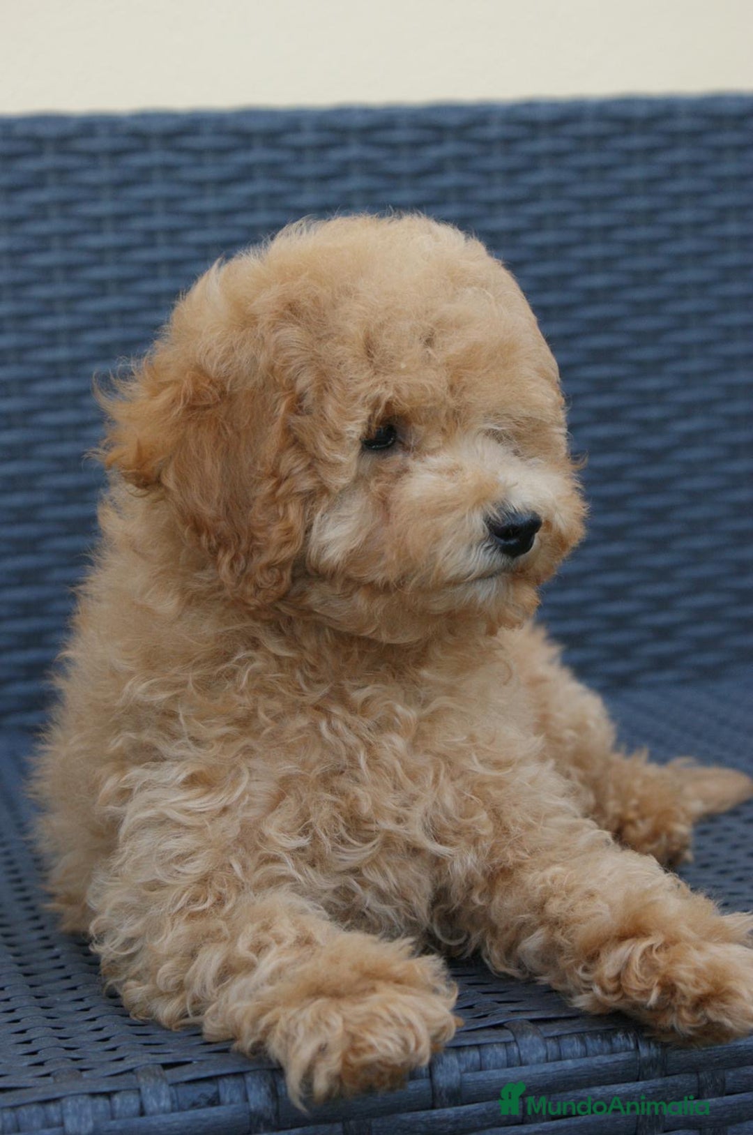 Caniche Toy perros en venta: CANICHES TOY - Anuncio 3