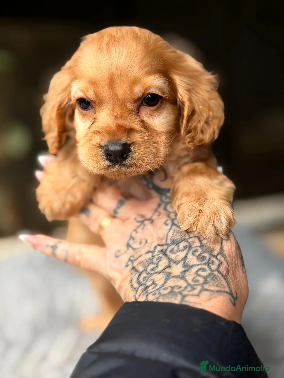 Cocker Spaniel Inglés perros en venta: COCKER SPANIEL INGLES DORADO  - Anuncio 1