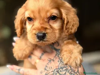 Cocker Spaniel Inglés perros COCKER SPANIEL INGLES DORADO - Anuncio 1