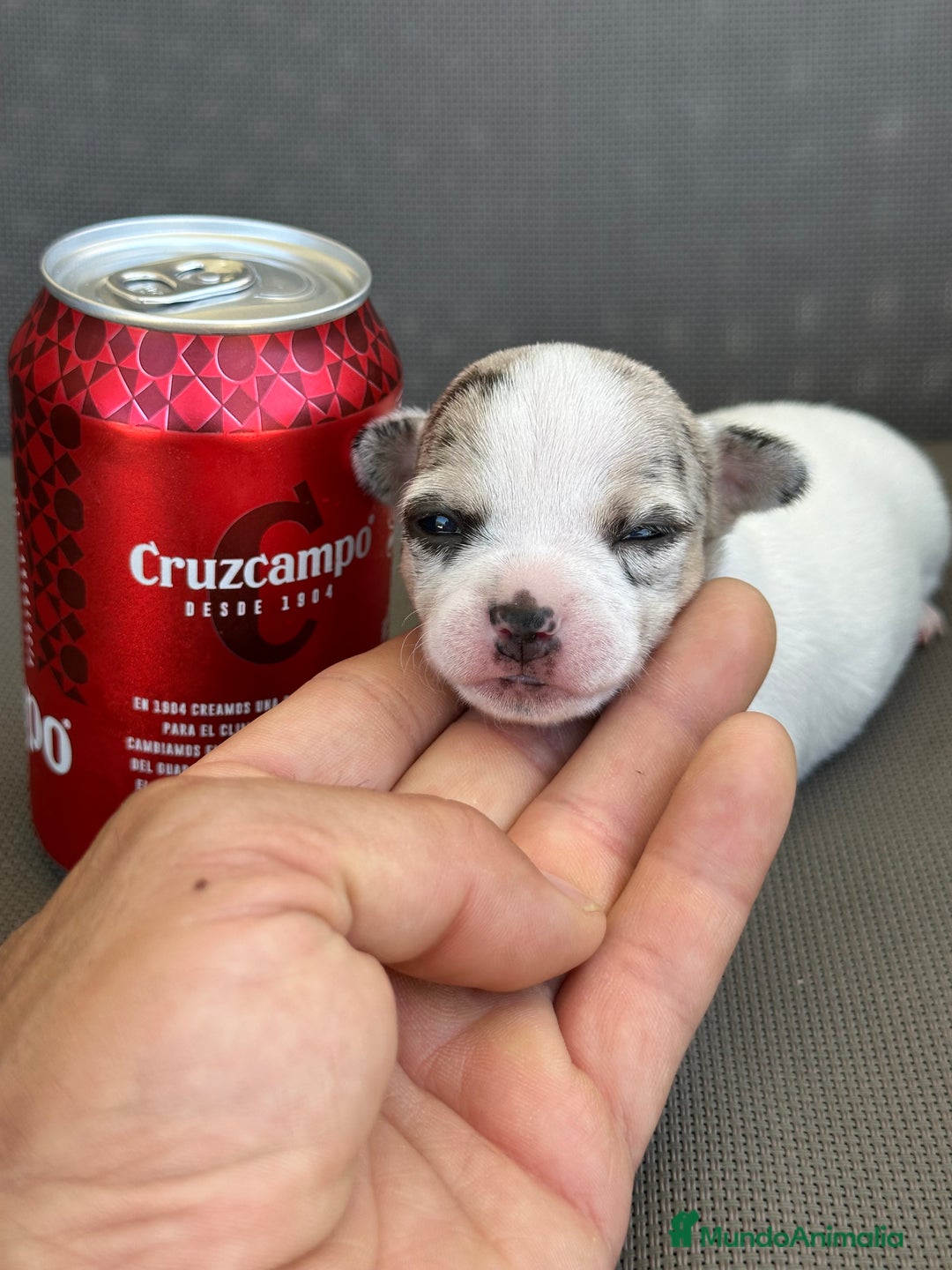 Chihuahua perros en venta: Chihuahuas mis nuevos pequeños - Imagen 7