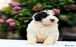 Perro de Agua Español perros en venta: Preciosa camada de perro de agua español - Imagen 10