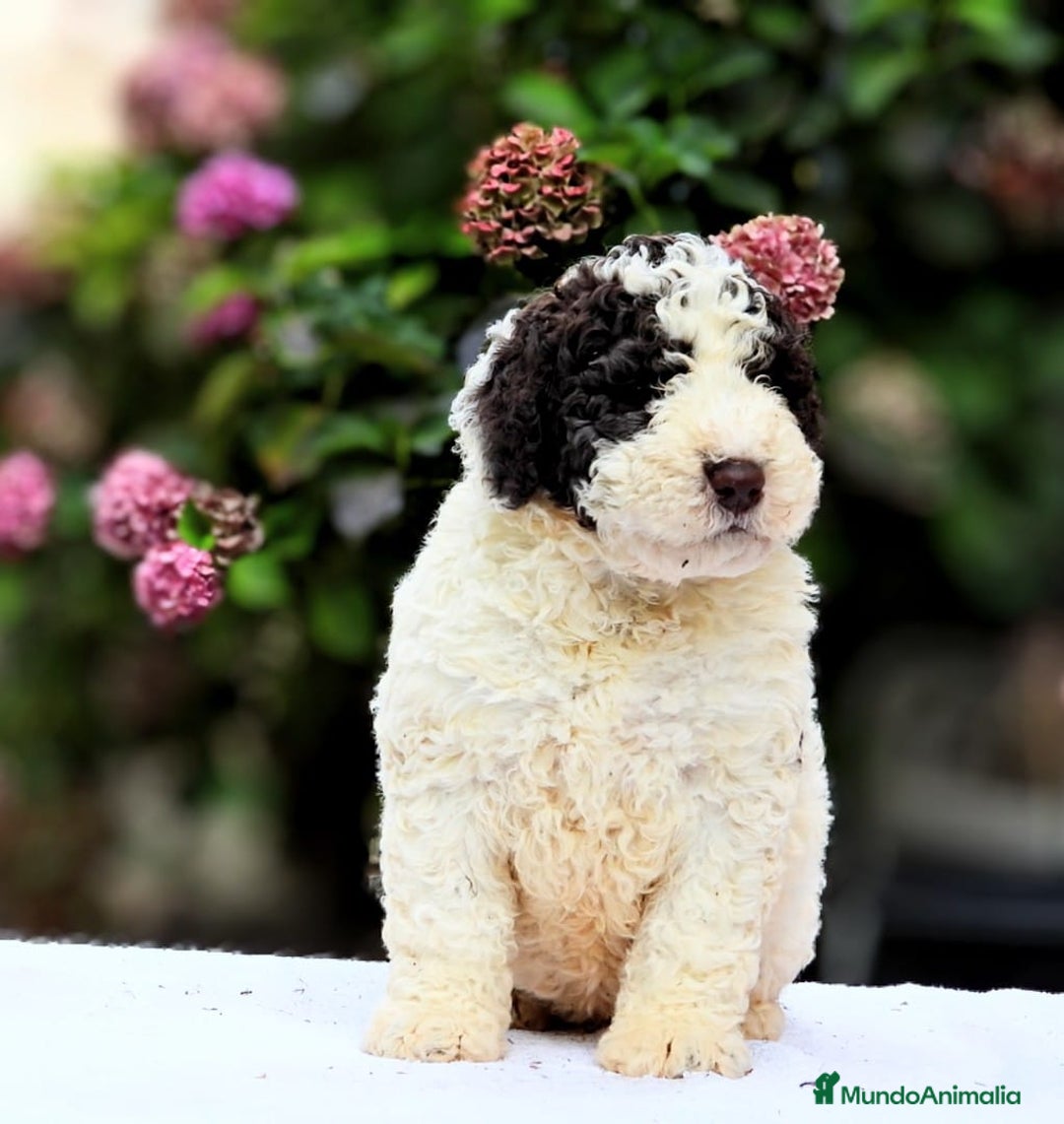 Perro de Agua Español perros en venta: Preciosa camada de perro de agua español - Imagen 10