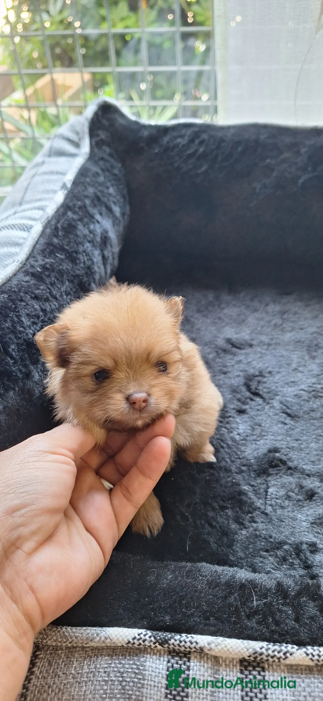 Pomerania perros en venta: Pomerania  - Anuncio 4