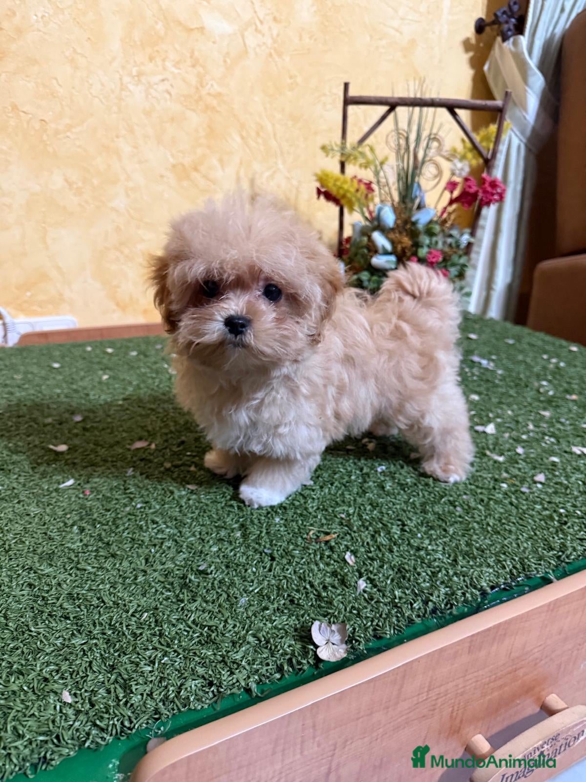 Maltipoo perros en venta: Maltipoo hembra lista para entregar!! - Anuncio 4