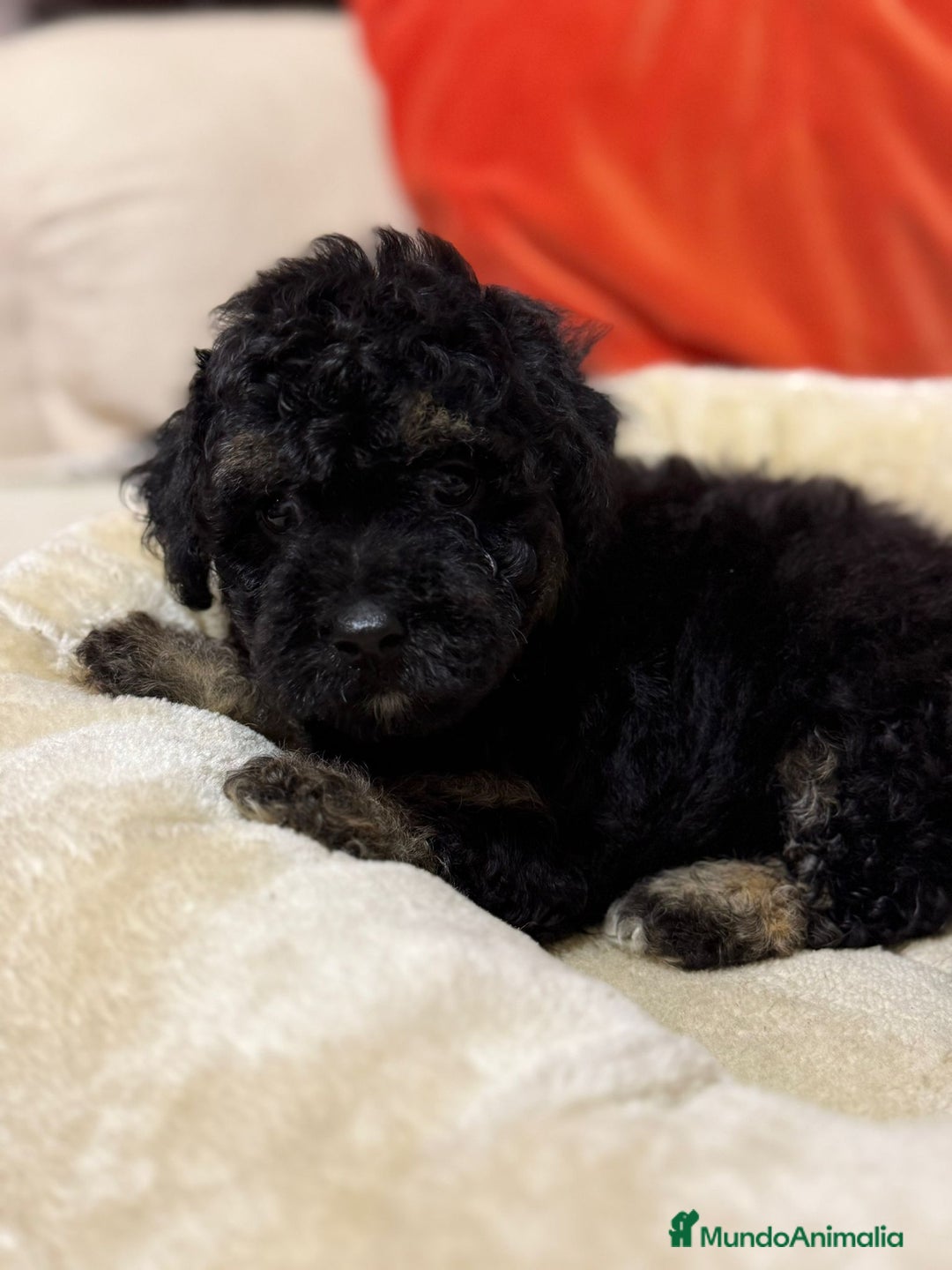 Maltipoo perros en venta: Maltipoo  - Imagen 3