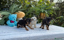 Pinscher Miniatura perros en venta: Preciosa camada de mini pincher - Imagen 3