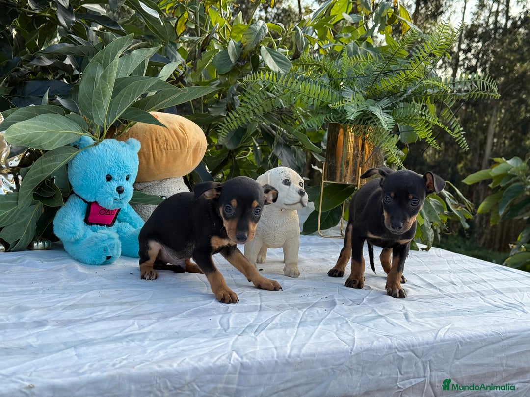 Pinscher Miniatura perros en venta: Preciosa camada de mini pincher - Imagen 3