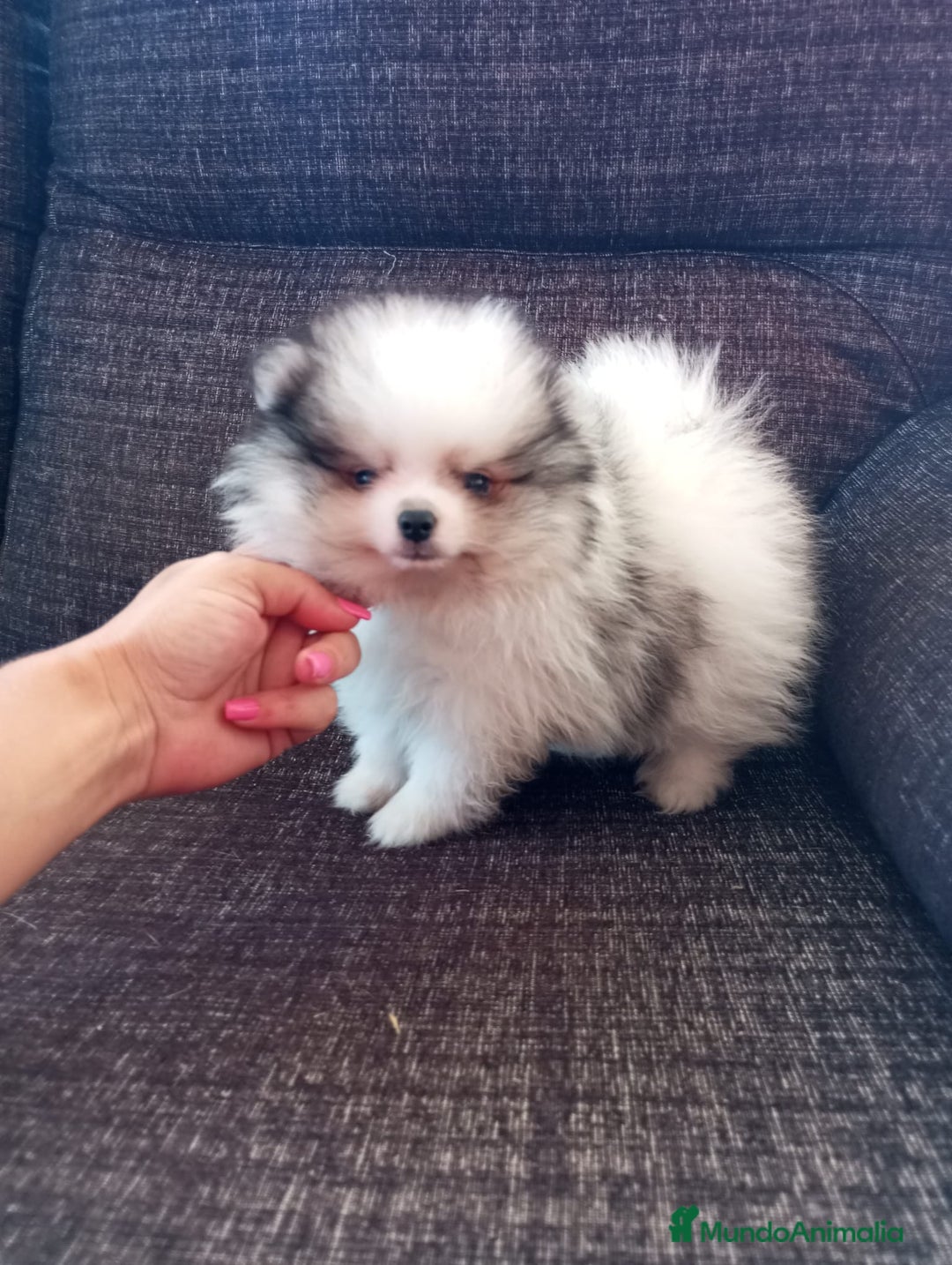 Pomerania perros en venta: Pomerania de Lulú - Imagen 1