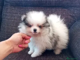 Pomerania perros Pomerania de Lulú - Anuncio 31