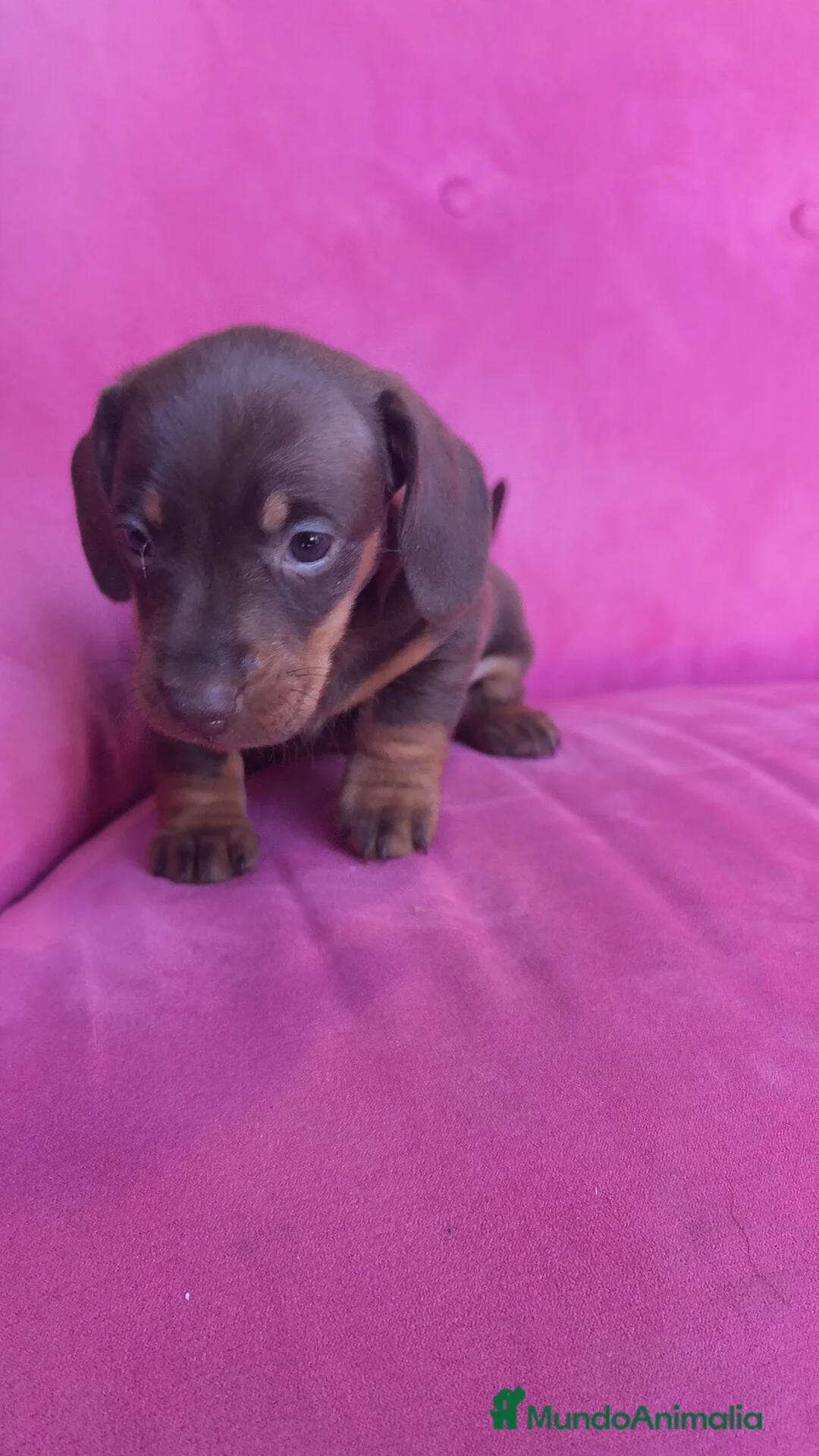 Teckel Miniatura perros en venta: Teckel Kanichen chocolate macho y hembra  - Anuncio 14