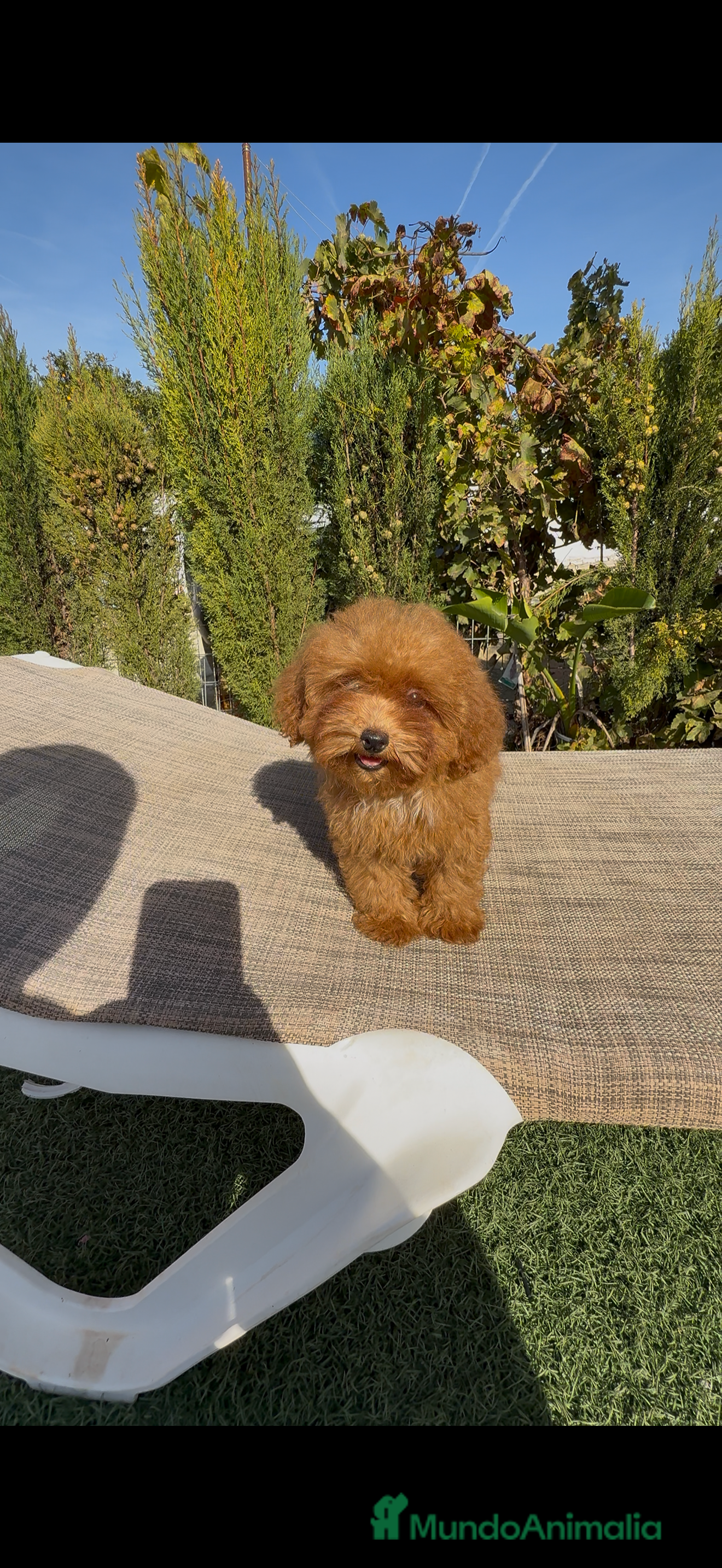 Caniche Toy perros Caniches toy rojo  - Anuncio 14