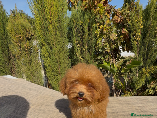 Caniche Toy perros Caniches toy rojo - Anuncio 31