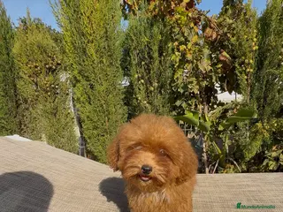 Caniche Toy perros Caniches toy rojo - Anuncio 3