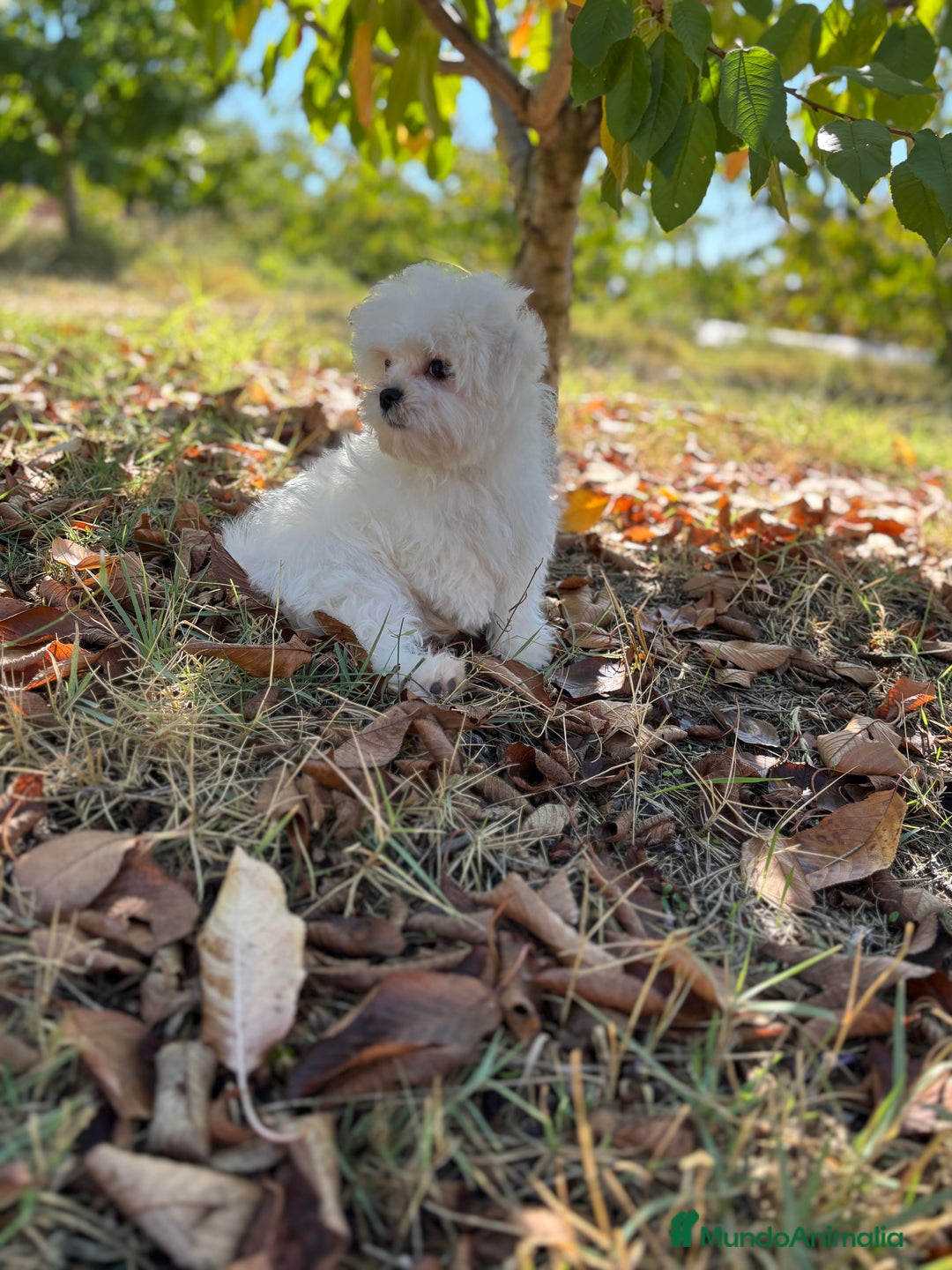 Bichón Maltés perros en venta: Bichon Maltés toy Macho para disponible  - Imagen 9