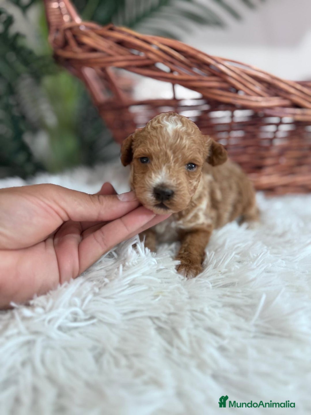 Caniche Toy perros en venta: CANICHE TOY MACHOS - Imagen 1