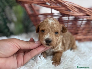 Caniche Toy perros - Anuncio 14