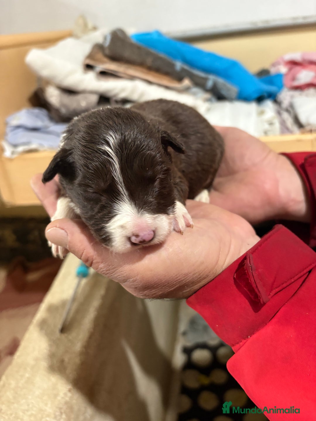 Border Collie perros en venta: Cachorros border collie machos y hembras varios  - Anuncio 5