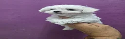 Bichón Maltés perros en venta: Bichon maltes toy - Anuncio 2