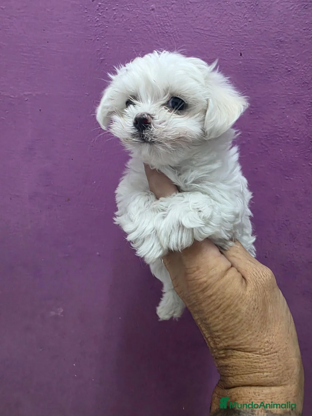 Bichón Maltés perros en venta: Bichon maltes toy - Anuncio 2